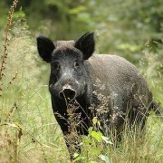 Il capo caccia e la battuta al cinghiale